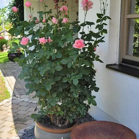 Am Sonnenhang! Naehe Passau Und Baederdreieck